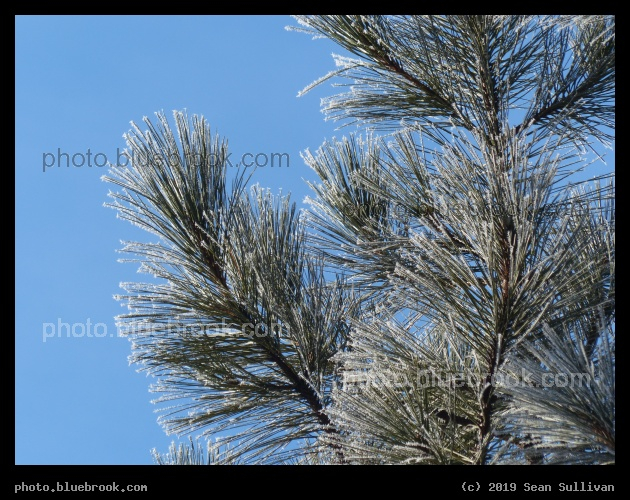 Ice-Tipped Evergreen Needles - Poker Joe, Florence MT
