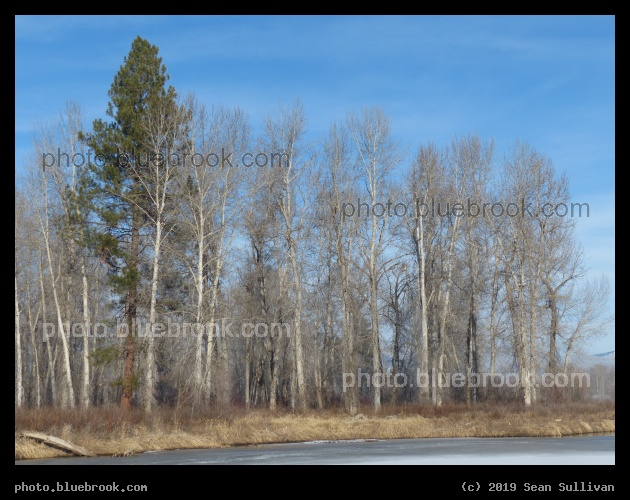 Line of Bare Trees - Poker Joe, Florence MT