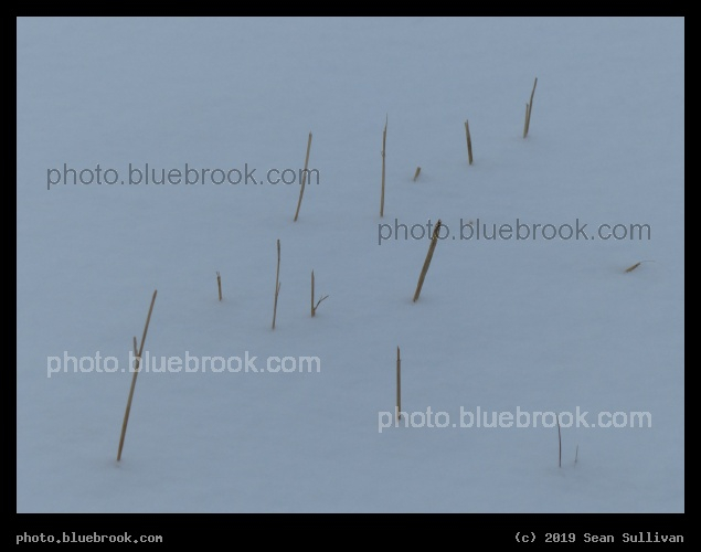 Sticks in the Snow - Corvallis MT