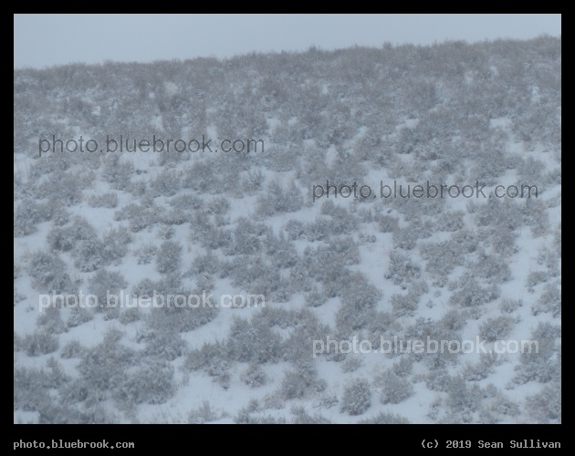 Winter Sagebrush Slope - Corvallis MT
