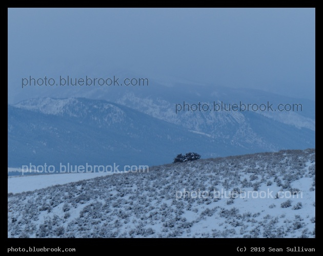 Tree over the Hill, in Winter - Corvallis MT