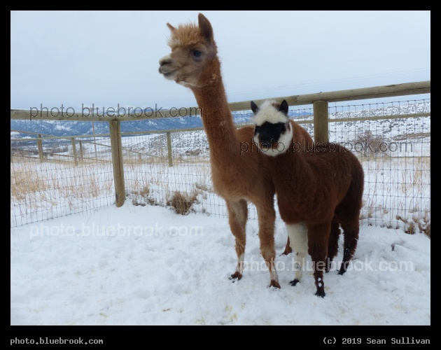 Joules First Winter - Corvallis MT