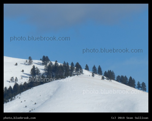 Line of Trees on a Winter Hillside - Missoula MT