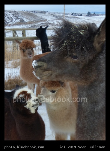Snow on the Nose - Corvallis MT