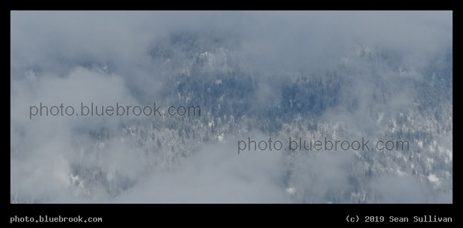Trees Behind the Clouds - Corvallis MT