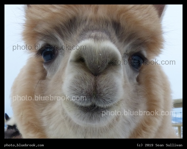 Alpaca Close Up - Corvallis MT