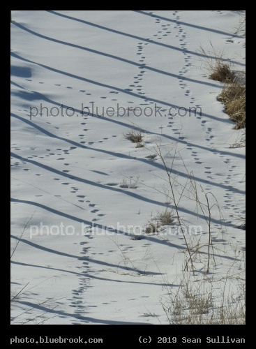 Stripes and Dotted Lines - Corvallis MT