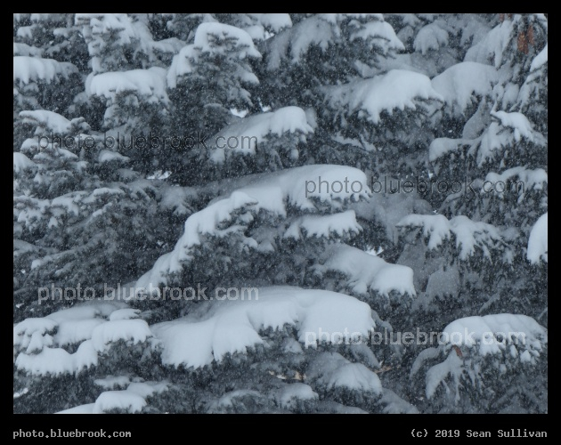 Accumulation on the Trees - Corvallis MT