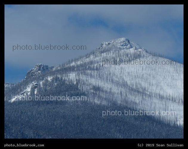 Densities of Winter Trees - Stevensville MT