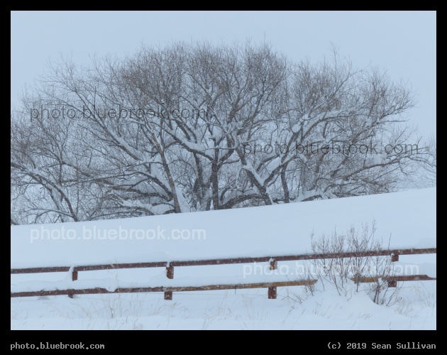 Fenceline and Distant Trees - Corvallis MT