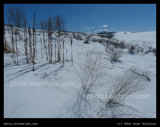 Plants casting Shadows on the Snow - Corvallis MT