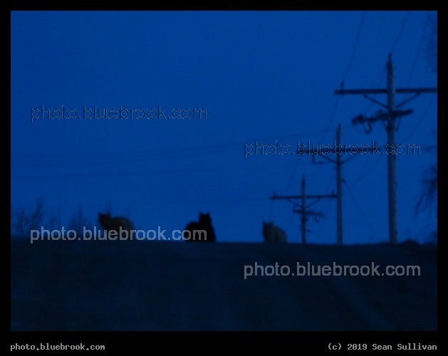 Cats in the Night - Corvallis MT