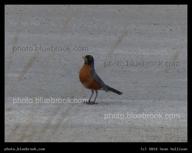 Startled Robin - Corvallis MT