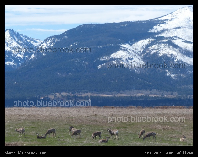 Deer in the Valley - Corvallis MT