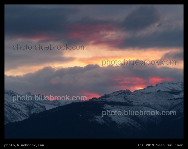 Fuchsia Highlights at Sunset - Corvallis MT
