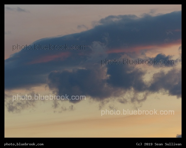 Pink Streak - Corvallis MT