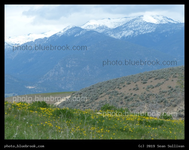 Flowers and Mountains in May - Corvallis MT