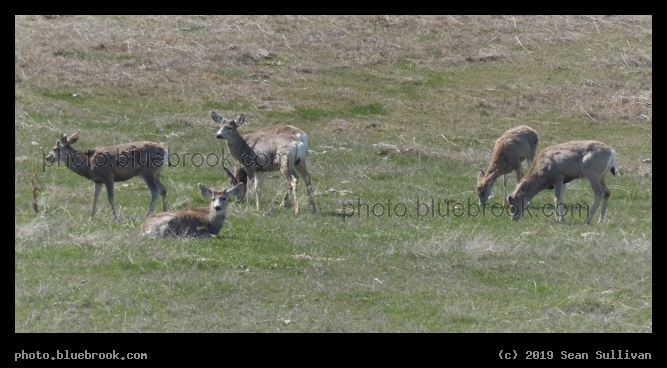 Half a Dozen Deer - Corvallis MT