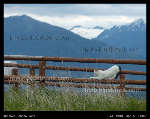 Mountain Cat - Corvallis MT
