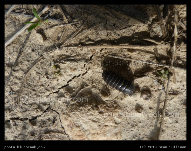 Isopod - Corvallis MT