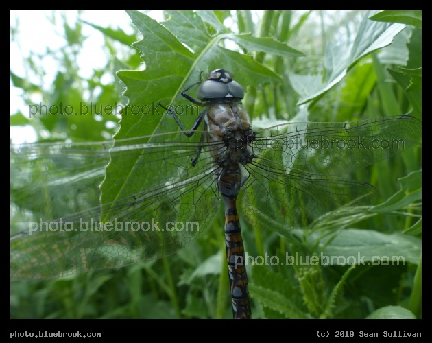 Resting Dragonfly - Corvallis MT