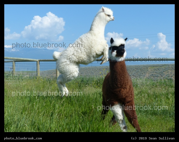 First Flight - Corvallis MT