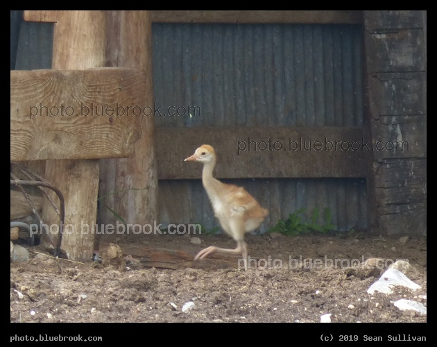 Baby Crane - Corvallis MT