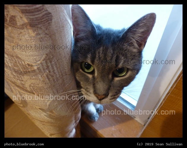 Behind the Curtain II - Corvallis MT