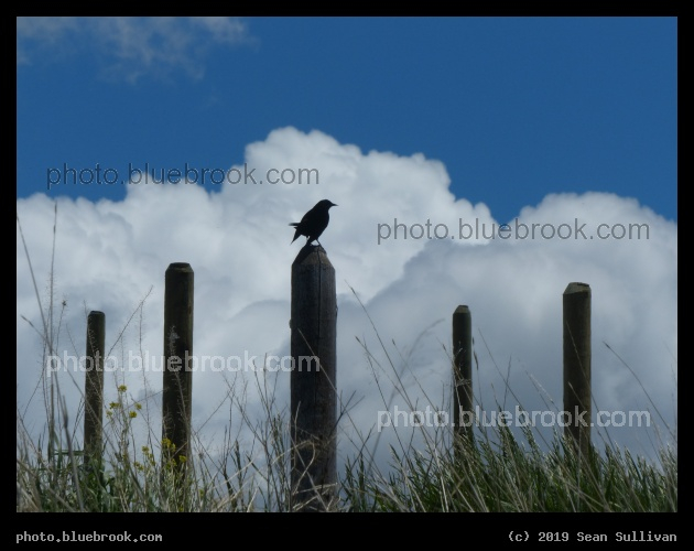 Five Posts and a Bird - Corvallis MT