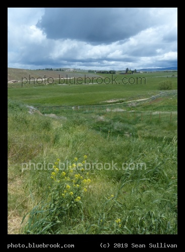 Colors of June - Corvallis MT