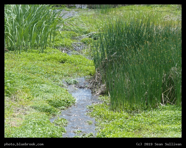Regrowth of the Reeds - Corvallis MT