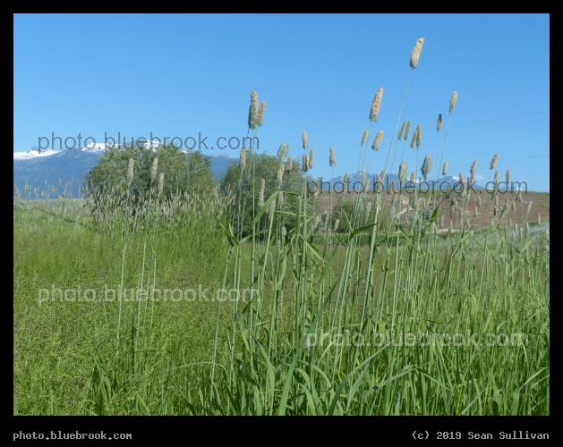 Green Cattails - Corvallis MT