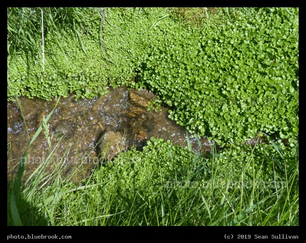 Growth on the Water - Corvallis MT