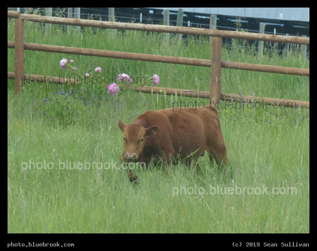 Wandering Calf - Corvallis MT