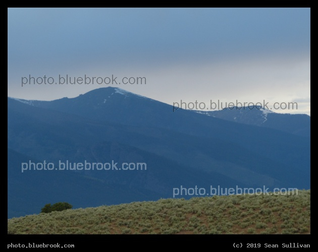 Sagebrush under Gray Sky - Corvallis MT