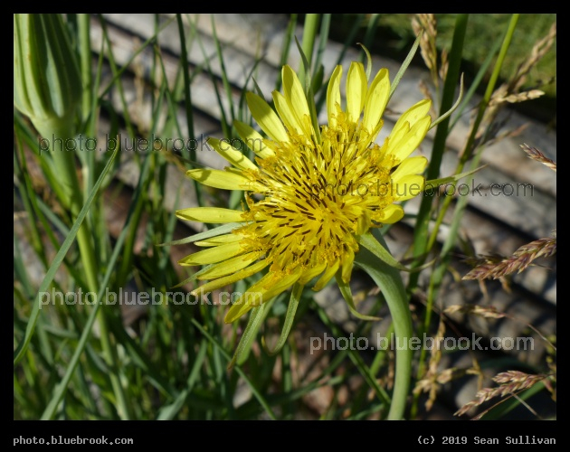 Goatsbeard Pre-Poof - Corvallis MT