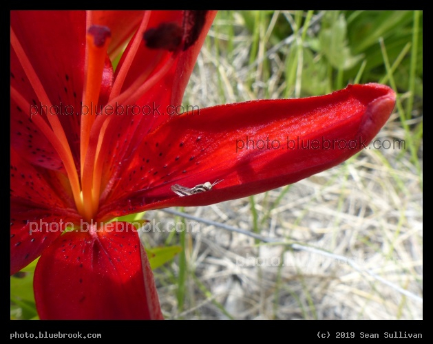 Little Grasshopper - Corvallis MT