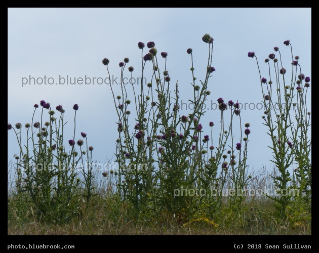Thistle Silhouette - Corvallis MT