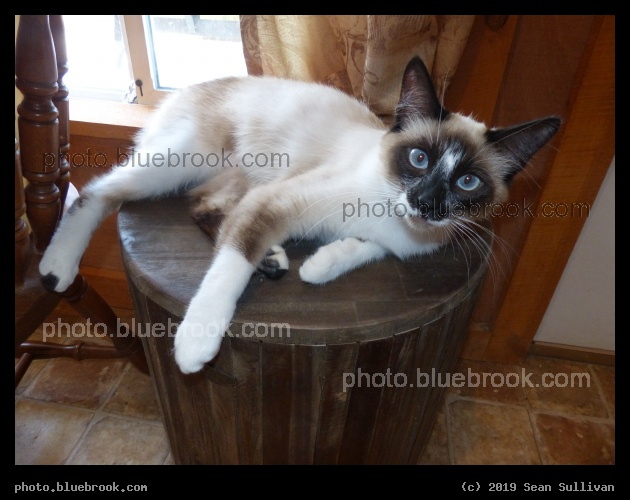 Blue Eyes - Corvallis MT