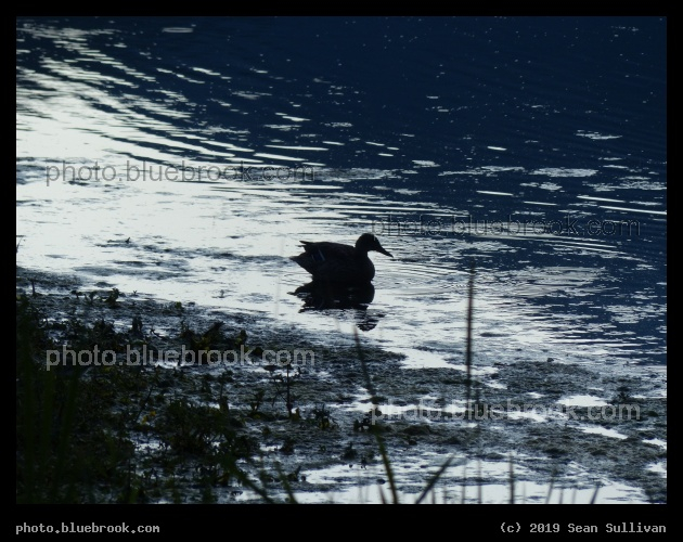 Silhouette of Duck at Dusk - Lee Metcalf National Wildlife Refuge, Stevensville MT