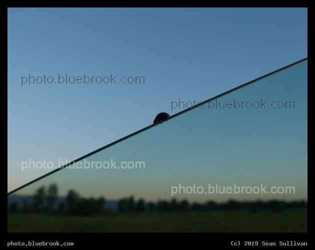 Ladybug on an Incline - Victor MT