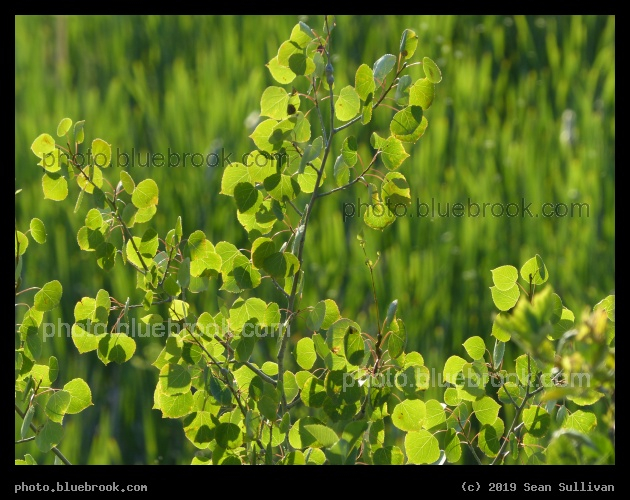 Backlit Overlapping Leaves - Lee Metcalf National Wildlife Refuge, Stevensville MT