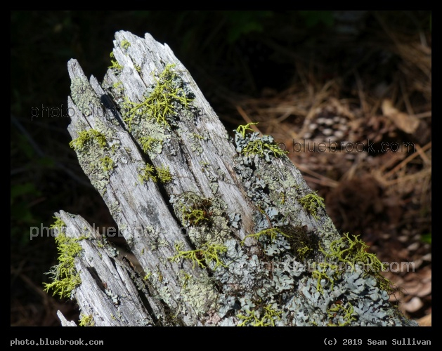 Old Bark in a Sunbeam - Pattee Canyon Recreation Area, Missoula MT