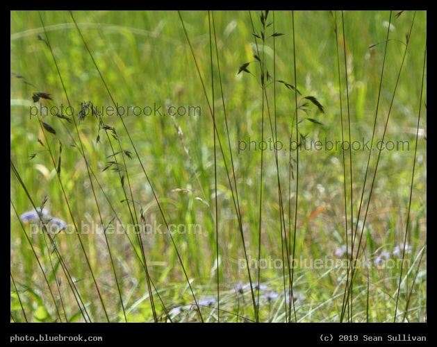 Thin Foreground Lines - Pattee Canyon Recreation Area, Missoula MT