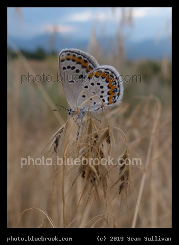 Butterfly and the Evening Sky - Corvallis MT
