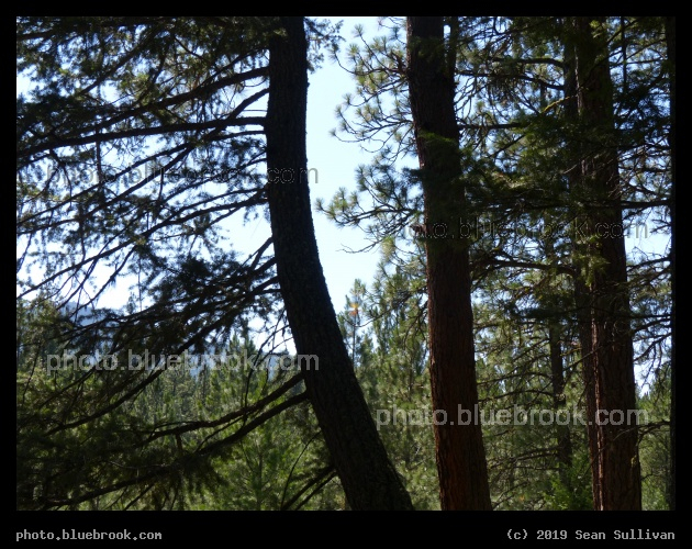 Side Branches - Pattee Canyon Recreation Area, Missoula MT