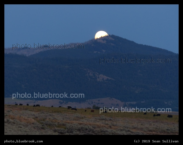 Moonrise over the Cows - Corvallis MT