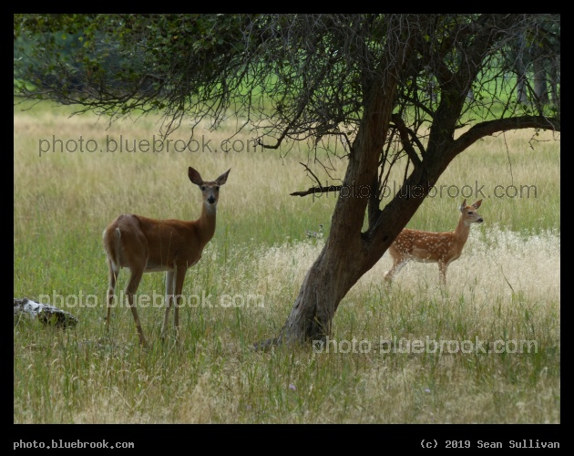 Doe and Fawn - Victor MT