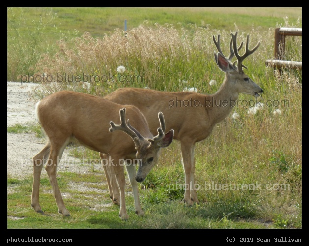 Two Bucks - Corvallis MT