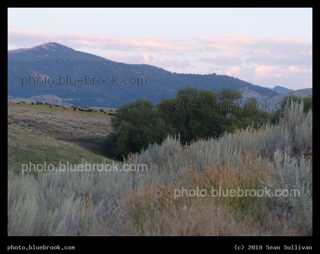 Sagebrush, Trees, Cows, Mountains - Corvallis MT